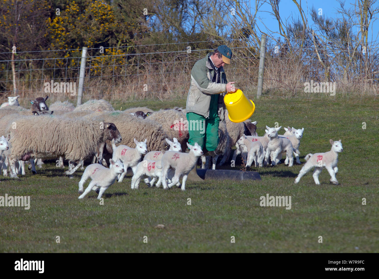 Farmer giving ewes a supplementary feed during lambing time Stock Photo