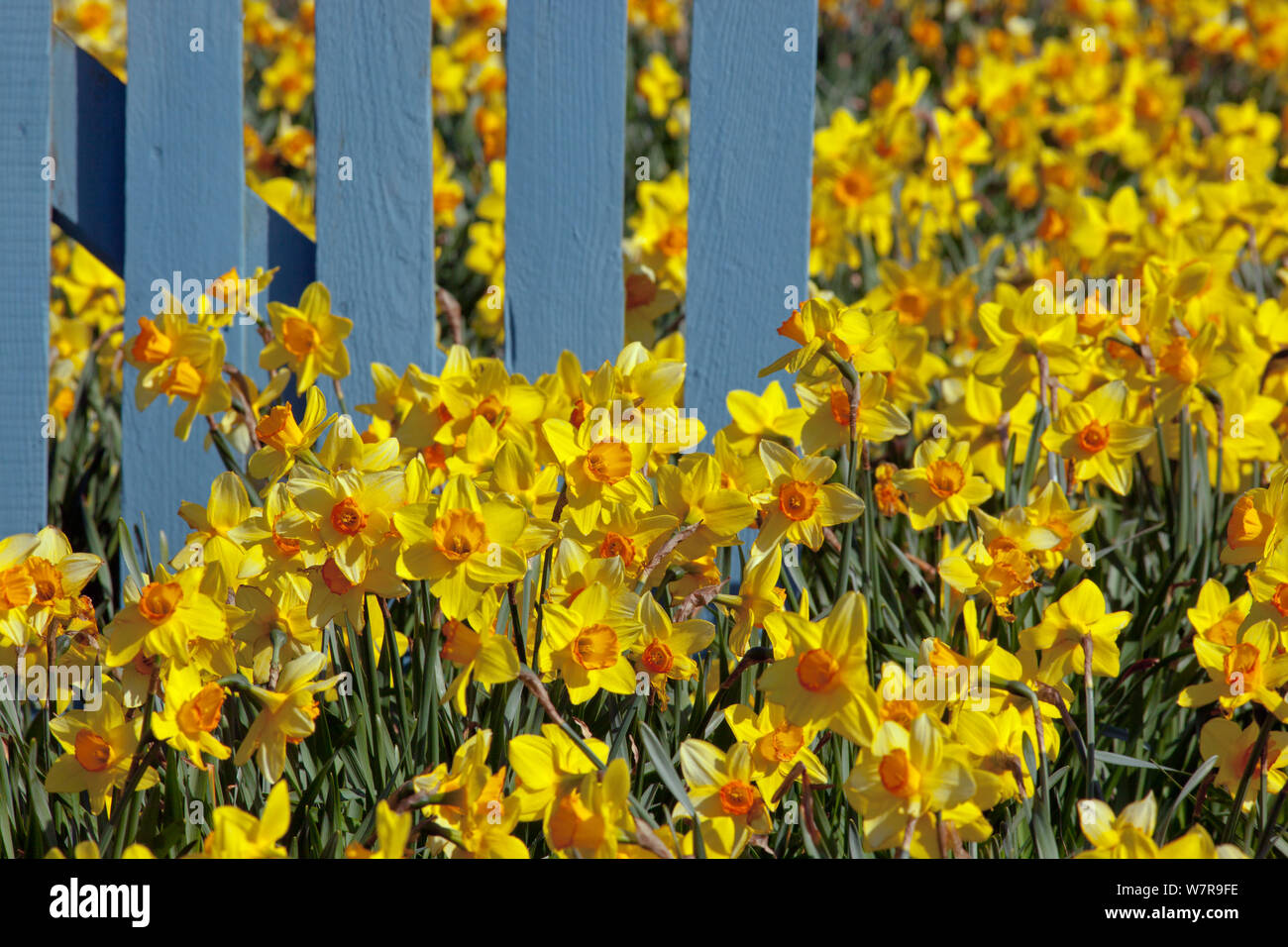 Daffodils in western europe hires stock photography and images Alamy