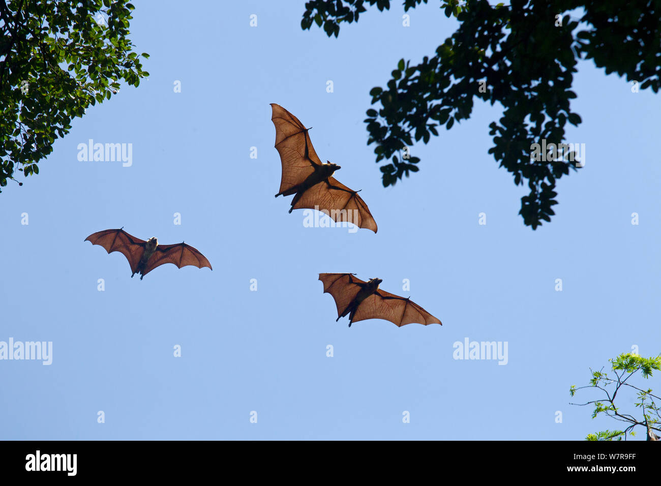 Fruit Bats (Pteropus giganteus) in flight, Sri Lanka Stock Photo Alamy