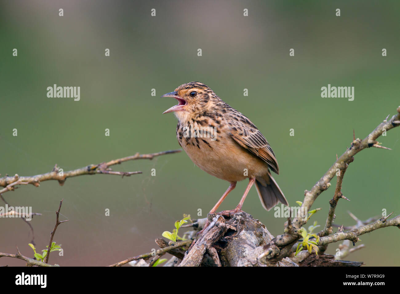 Jerdon's Bush Lark (Mirafra affinis) singing, Sri Lanka Stock Photo