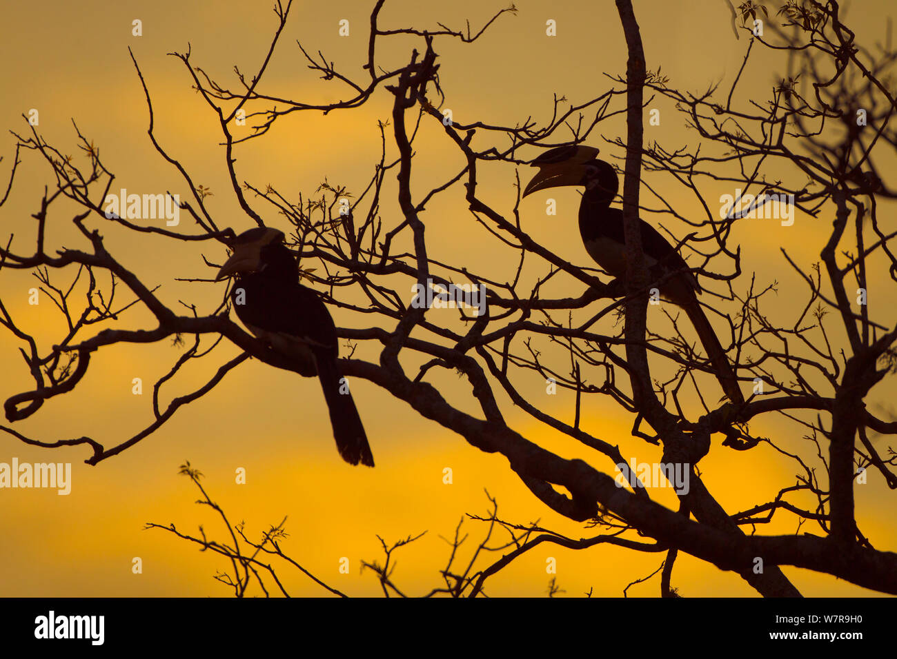 Malabar Pied Hornbills (Anthracoceros coronatus) silhouetted at sunset in tree. Sri Lanka. Stock Photo