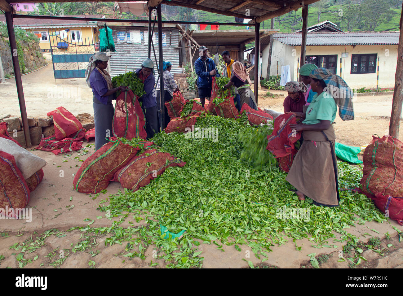 Tea (Camellia sinensis) harvesting in Sri Lanka, March 2013 Stock Photo