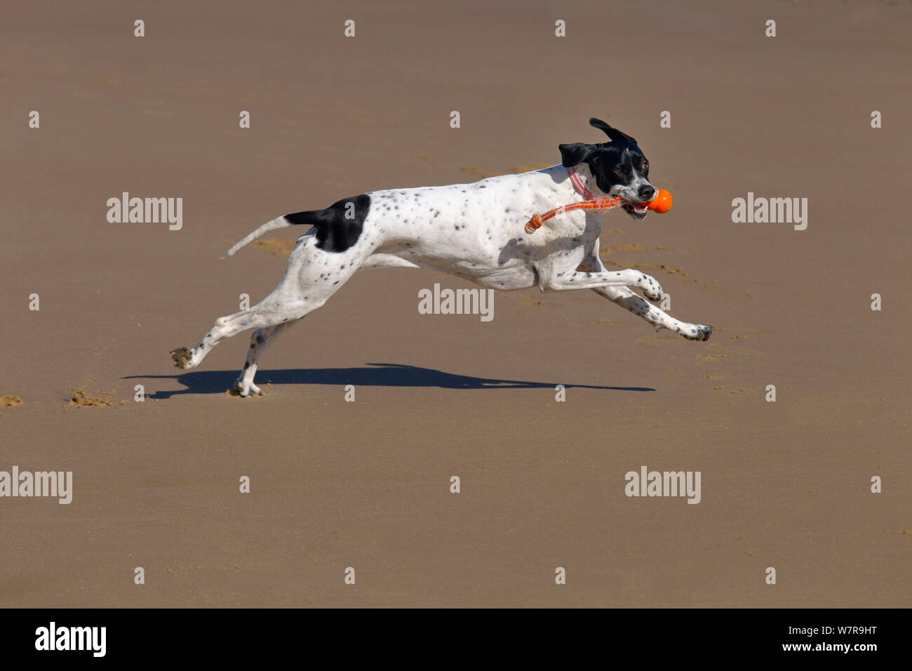 Pointer dog running along Norfolk beach, March Stock Photo