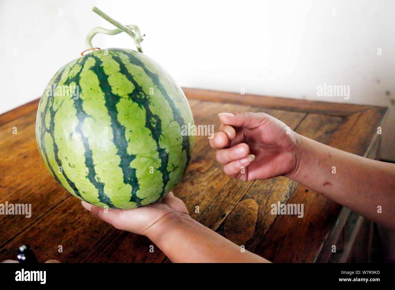 Zhu Linjie, one of the city's 10 certified watermelon inspectors, assesses a watermelon by knocking in a warehouse in Pudong New Area, Shanghai, China Stock Photo