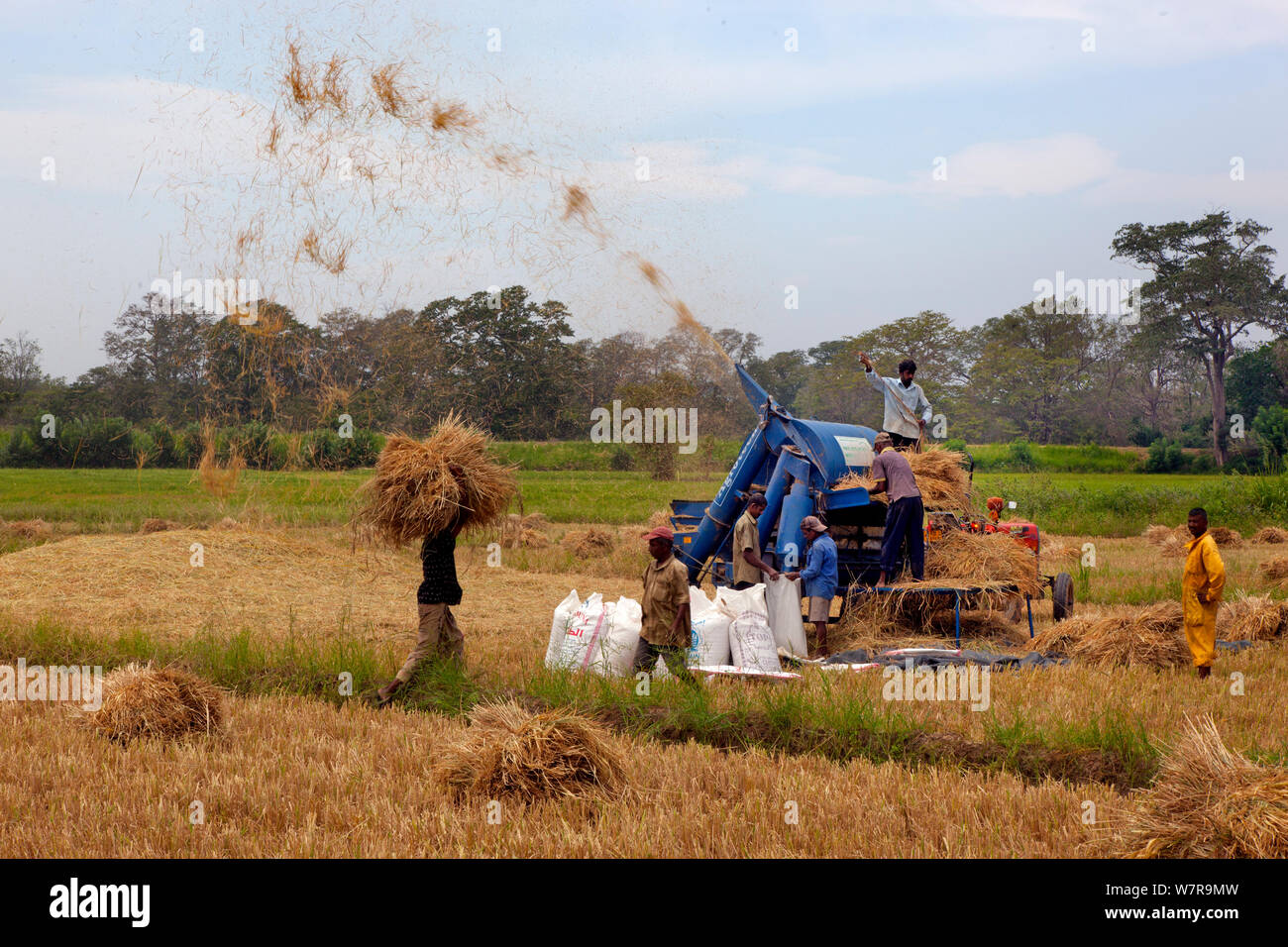 Rice harvesting in field, Sri Lanka March 2013 Stock Photo