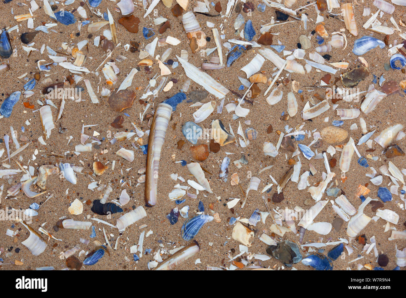 Sea shells buried in sand washed up in succession of high tides, UK, May Stock Photo