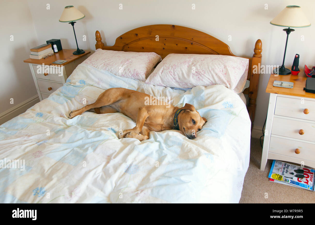 Yellow Labrador sleeping on owners bed. Stock Photo