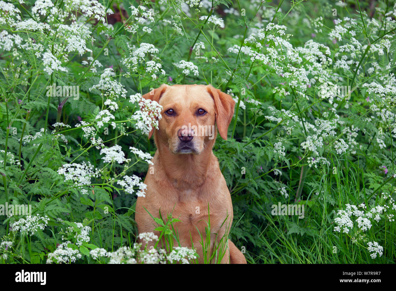 Yellow Labrador portrait in wild flowers. Stock Photo