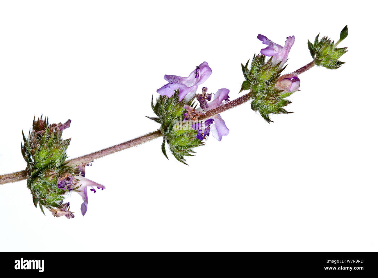 Details of the Savory (Satureja thymbra) flowers,  Crete. Stock Photo