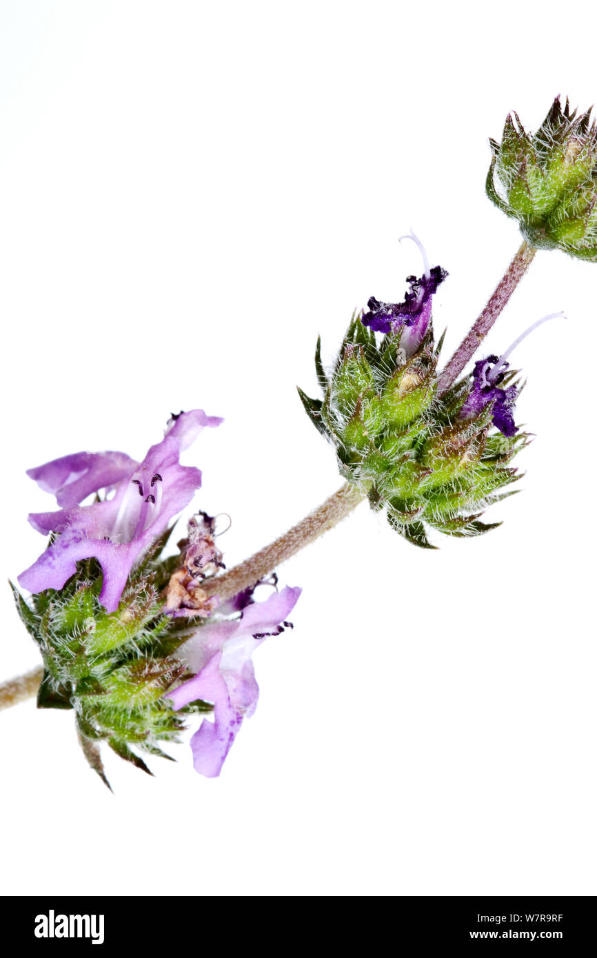 Details of the Savory (Satureja thymbra) flowers,  Crete. Stock Photo