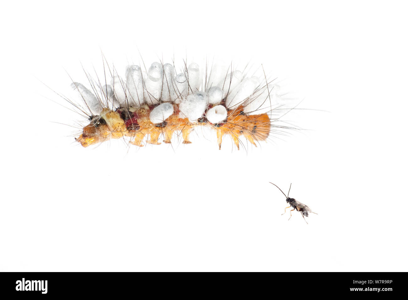 wasp moths high resolution stock photography and images alamy