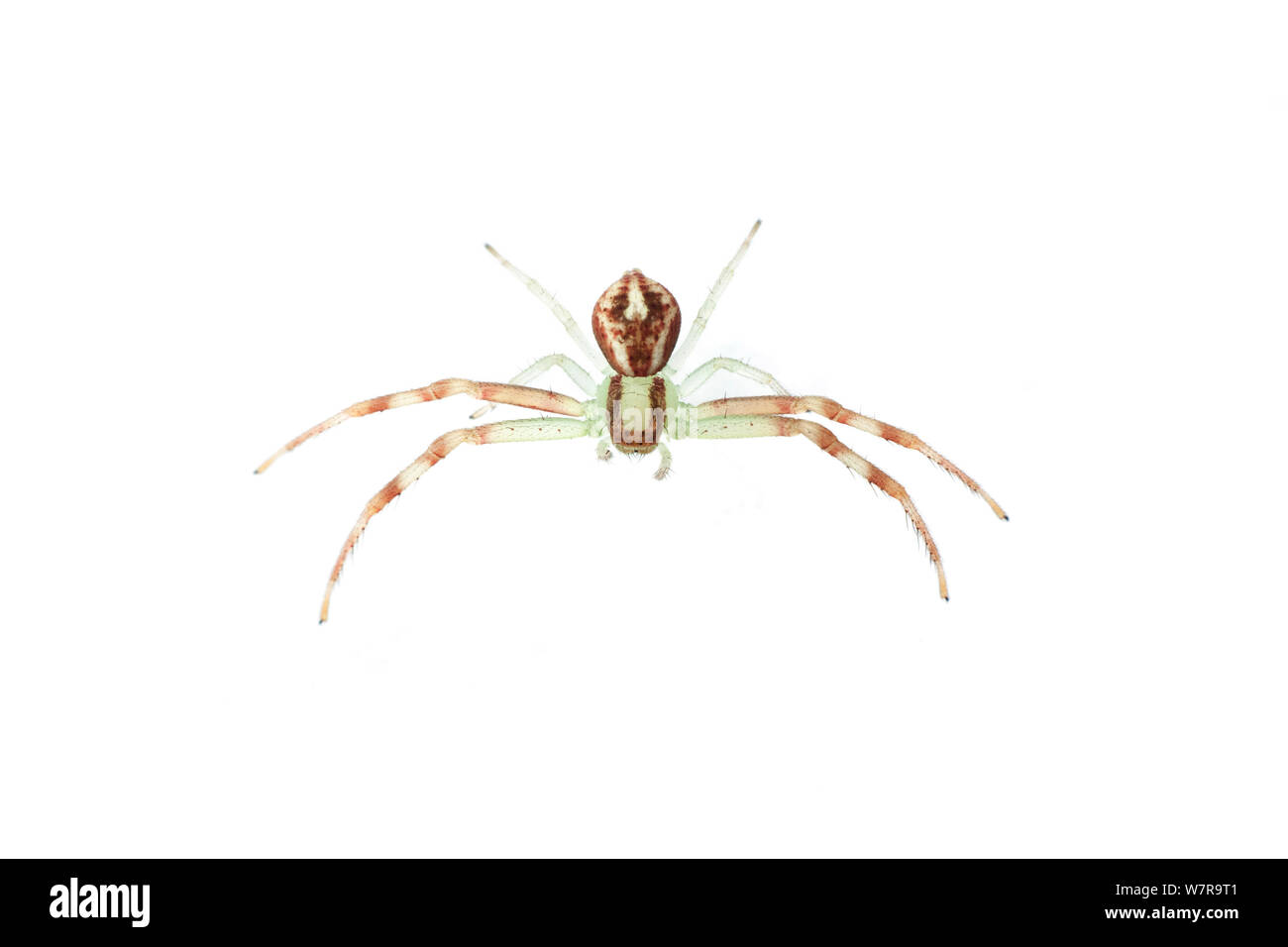 Atlantic spider crab Cut Out Stock Images & Pictures - Alamy