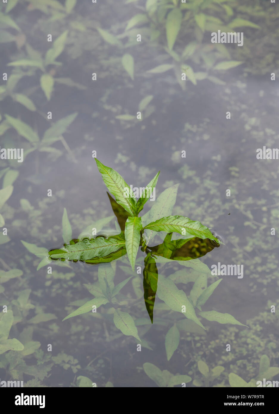 Foliage of Water Pepper / Polygonum hydropiper syn. Persicaria hydropiper submerged at river's edge. Once used as medicinal plant in herbal remedies. Stock Photo