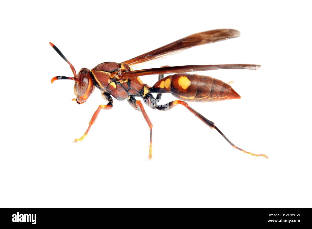 Paper wasp (Polistes) Sao Paulo, Brazil. meetyourneighbours.net project Stock Photo