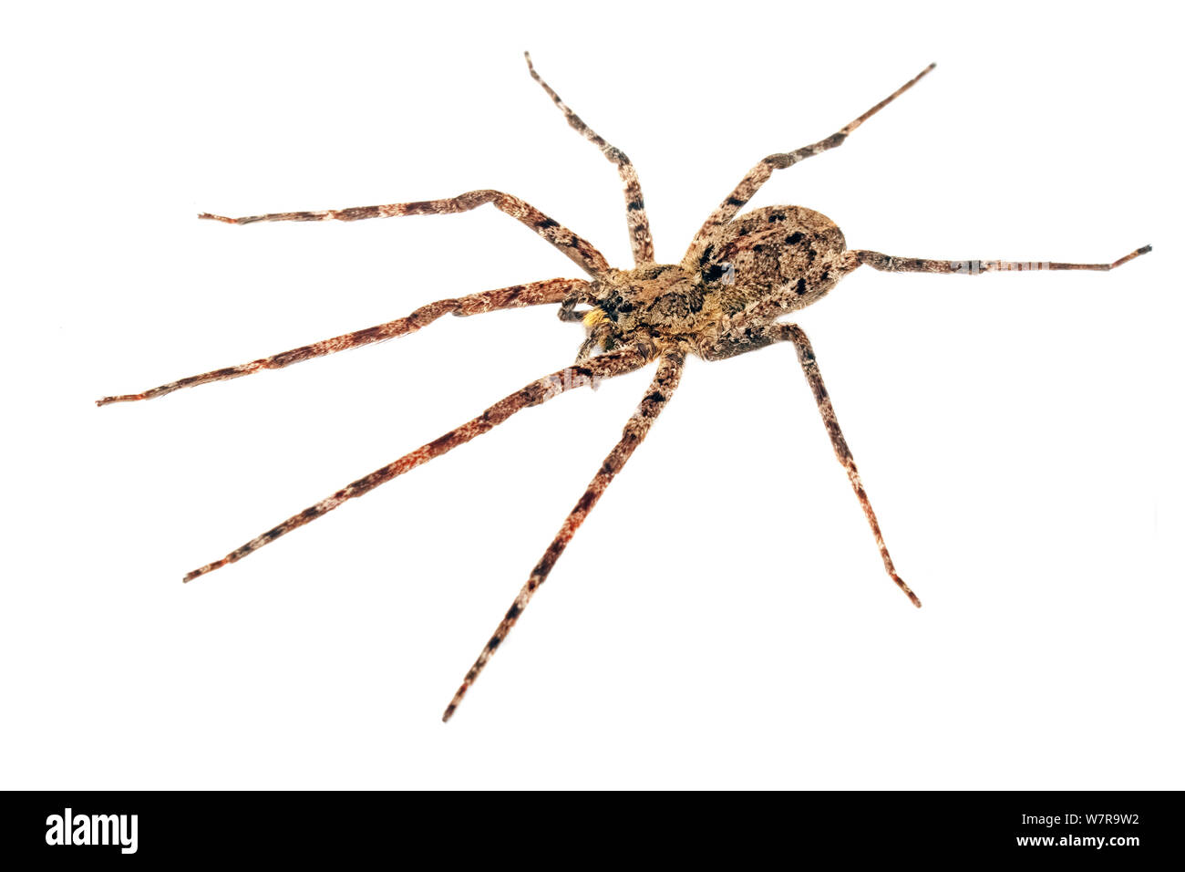Atlantic forest spider hi-res stock photography and images - Alamy