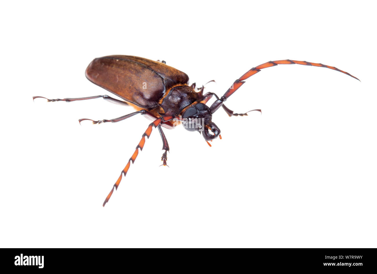Longhorn beetle (Priotyrannus megalops) Crocker Range, Borneo, Malaysia