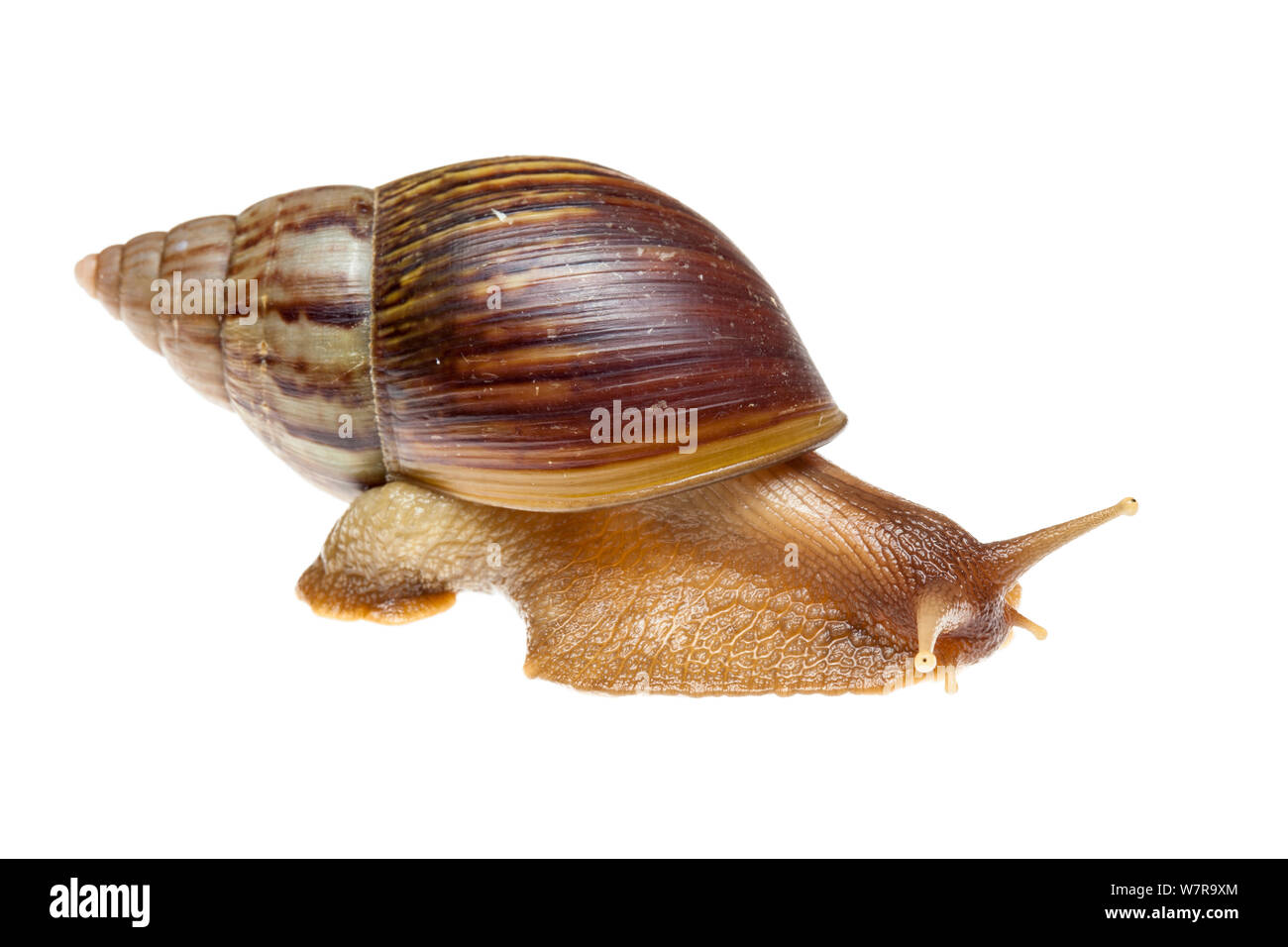 Giant African land snail (Lissachatina fulica) native to East Africa, pantropically invasive, photographed in Sabah, Borneo, Malaysia.  Meetyourneighbours.net project Stock Photo