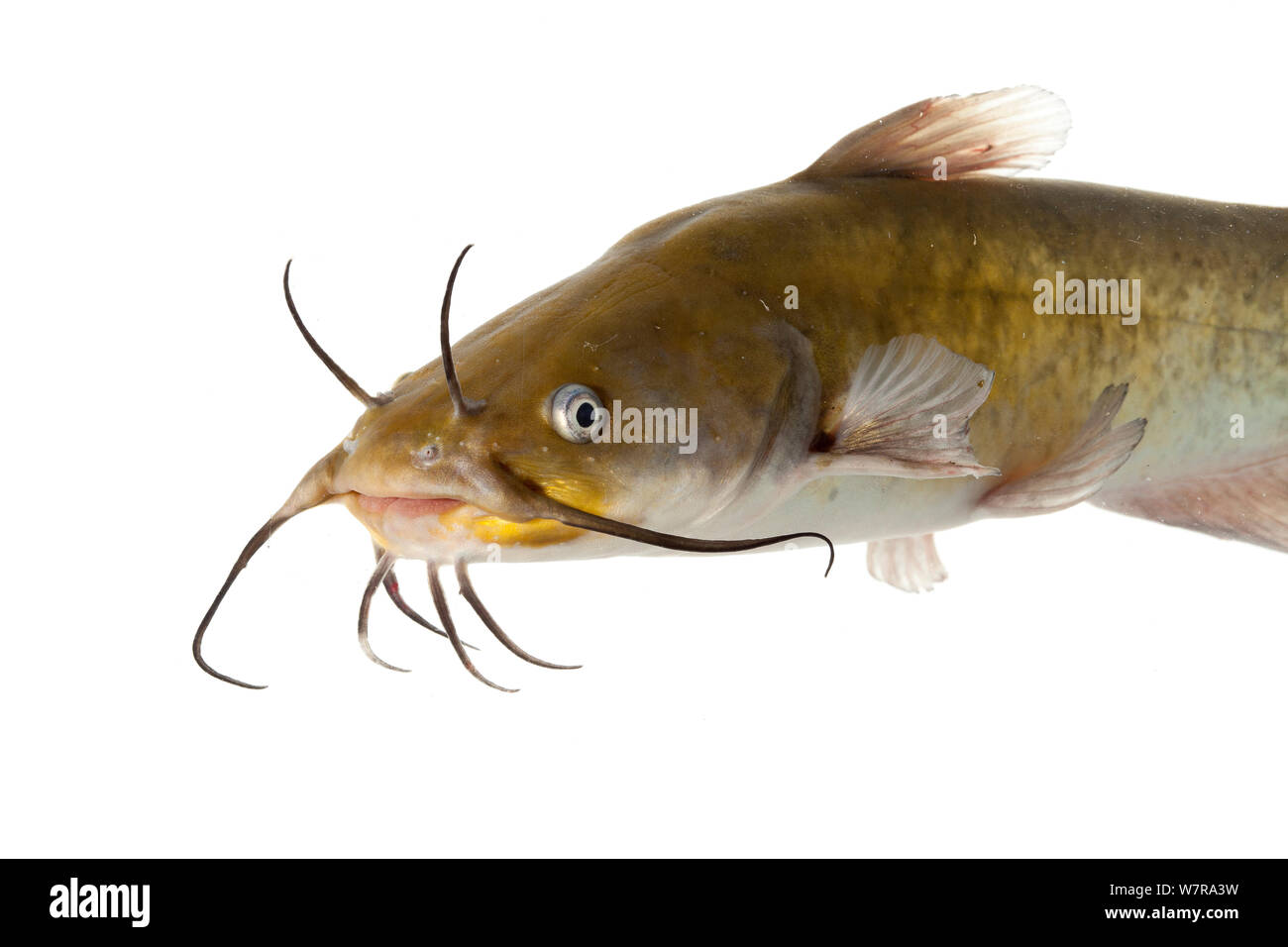 Brown Bullhead Catfish Ameiurus Nebulosus Anacostia River Washington Dc April Meetyourneighbours Net Project Stock Photo Alamy