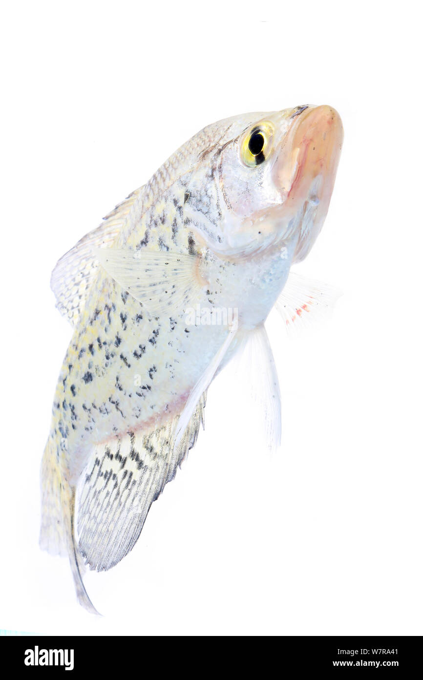 A beautiful crappie on a line and a hook with a white plastic worms Stock  Photo - Alamy