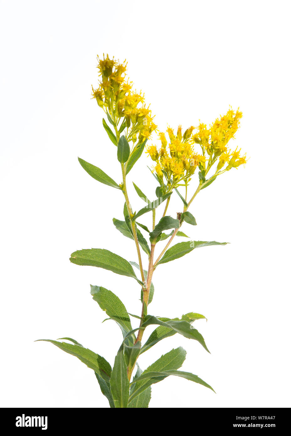 Golden rod (Solidago) in flower, Rocky Mountain National Park, Colorado, Rocky Mountain Bioblitz August 2012.   Meetyourneighbours.net project Stock Photo