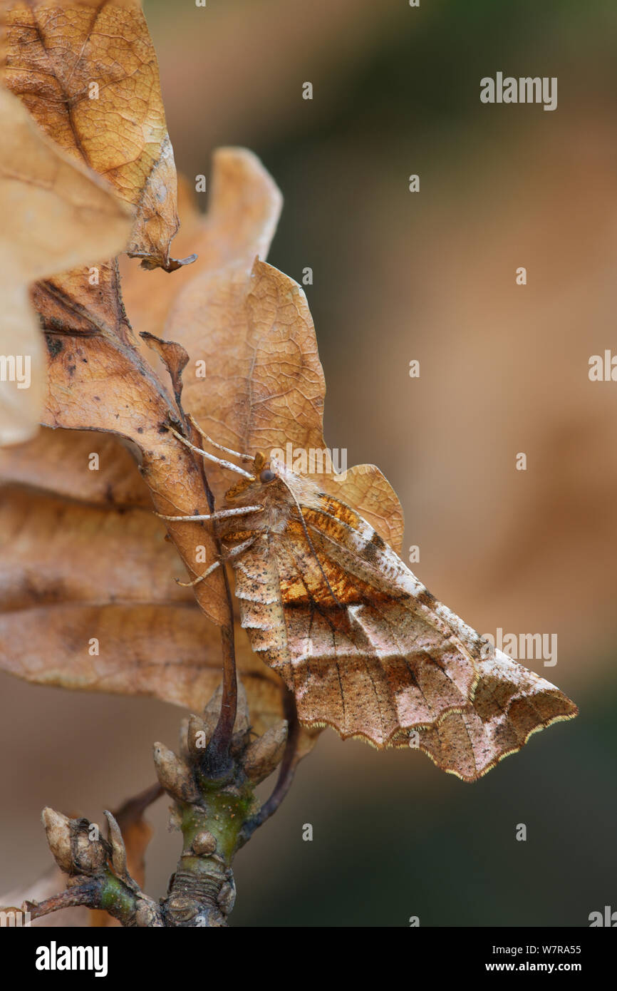 Early thorn (Selenia dentaria) on oak, in mature woodland, Banbridge, County Down, Northern Ireland, March Stock Photo