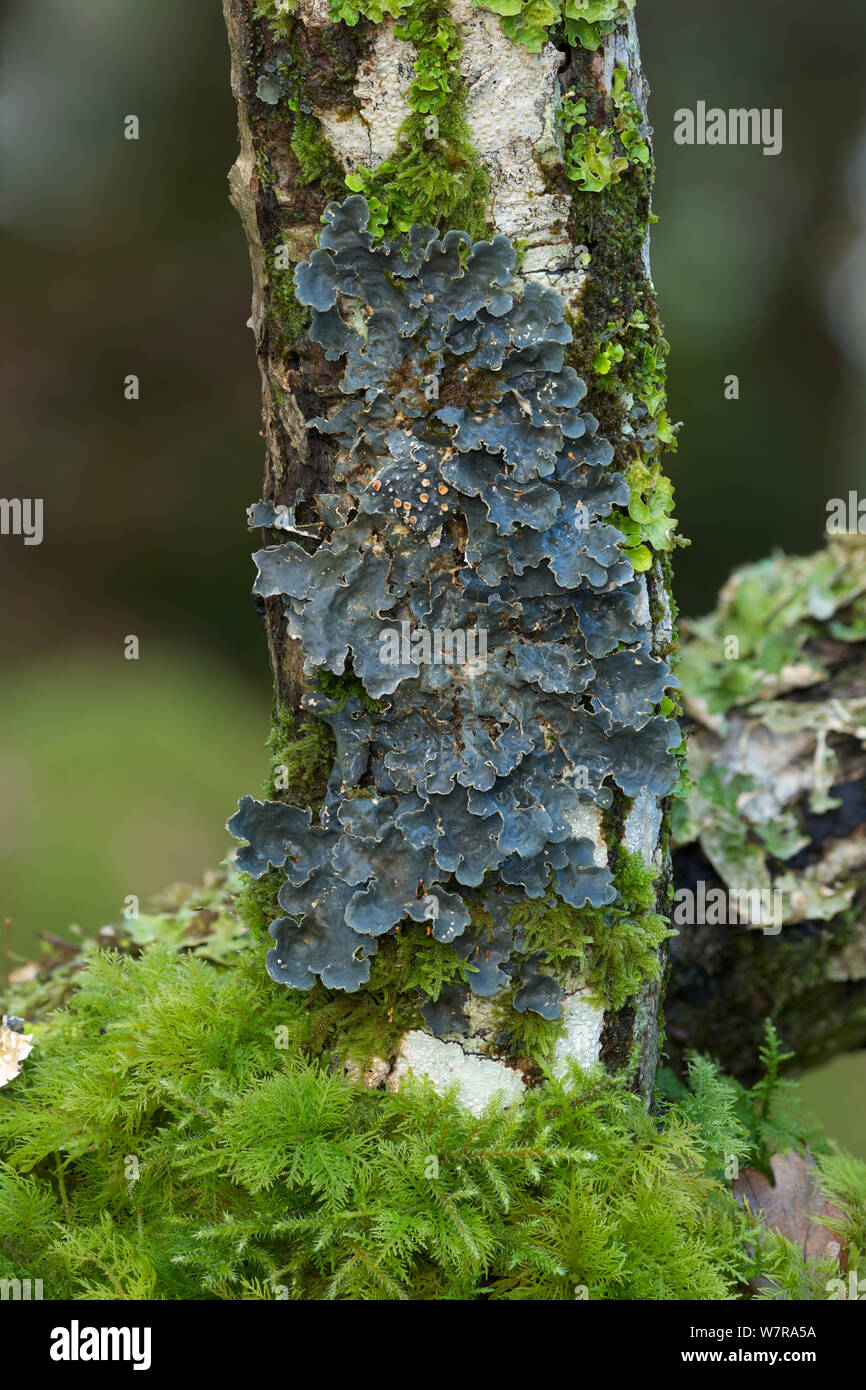Lungwort lichen (Lobaria scrobiculata) growing on fallen birch branch, Tomies Wood, Killarney National Park, County Kerry, Ireland, November Stock Photo