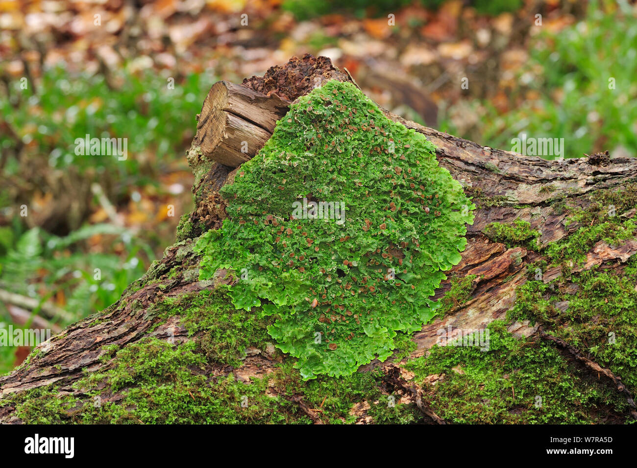 Lichen (Lobaria virens) growing on fallen oak trunk in Beech woodland, Killarney National Park, County Kerry, Ireland, November Stock Photo