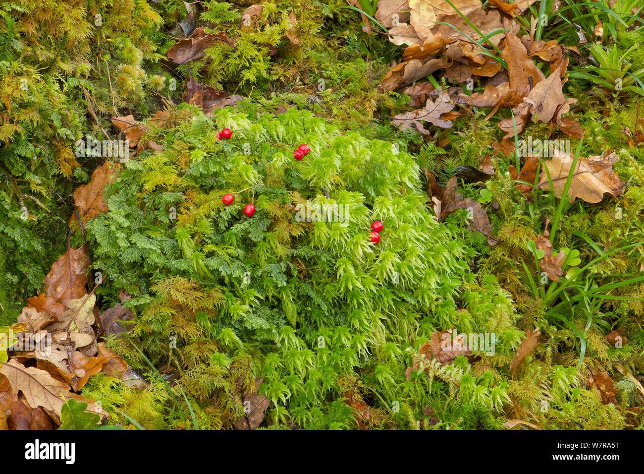 Sphagnum moss (Sphagnum quinquefarium) Tomies Wood, Killarney National Park, County Kerry, Ireland, November Stock Photo