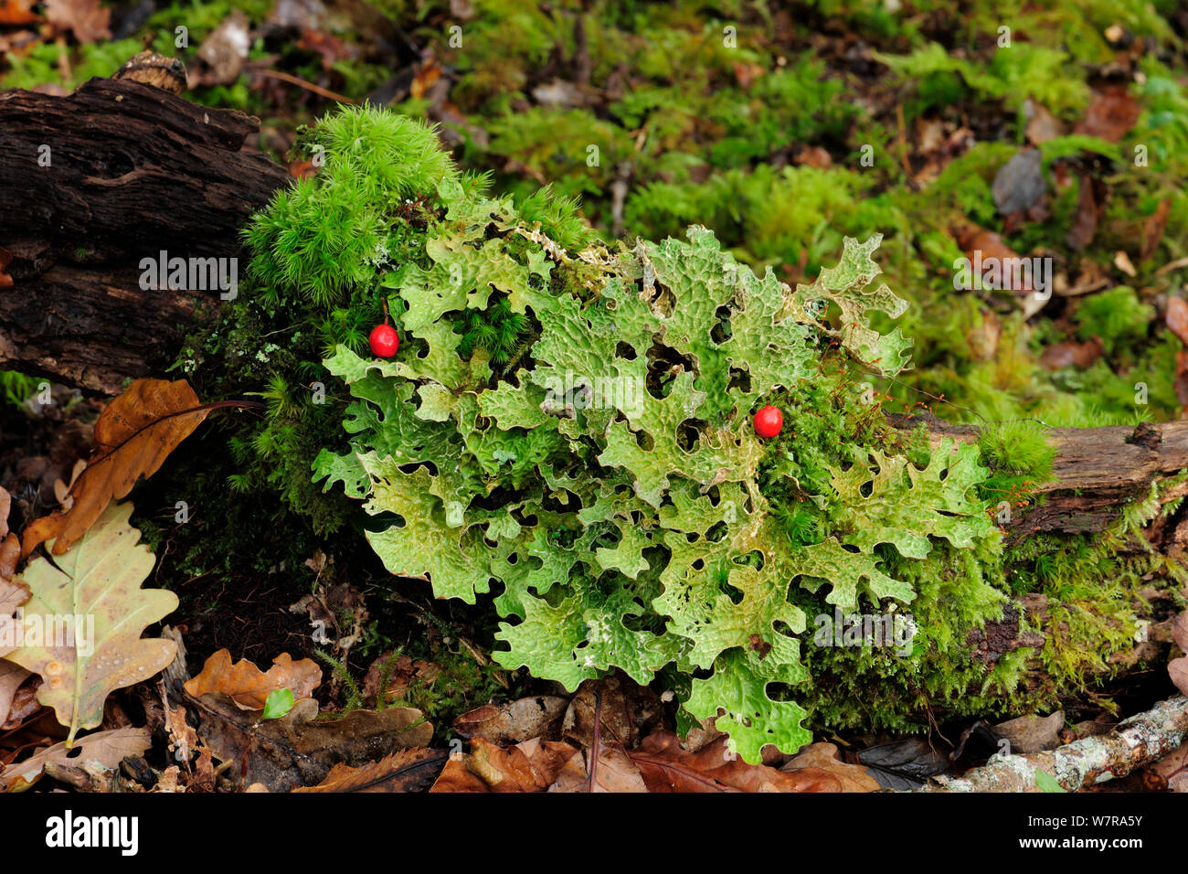 Tree lungwort (Lobaria pulmonaria) Tomies Wood, Killarney National Park, County Kerry, Ireland, November Stock Photo