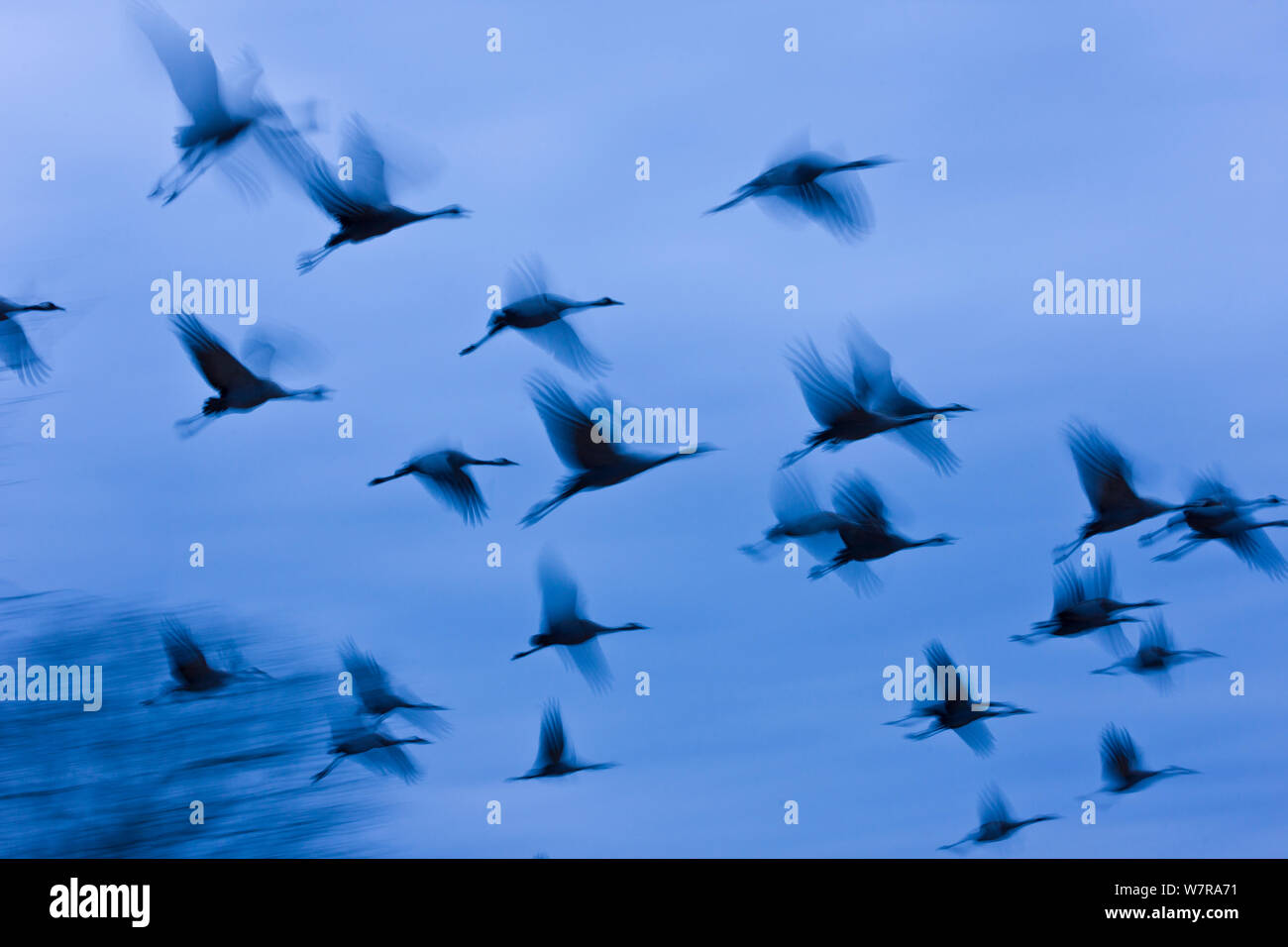 Flock of Common cranes (Grus grus) taking off at twilight, Andalucia, Spain, April. Stock Photo