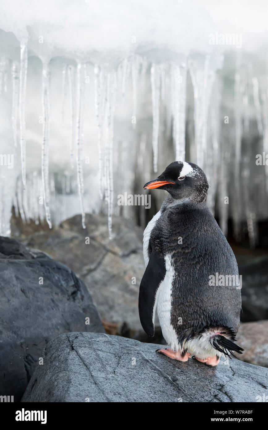 Gentoo Penguin (Pygoscelis papua) standing near icicles, Petermann Island, Antarctic Peninsula, Antarctica Stock Photo