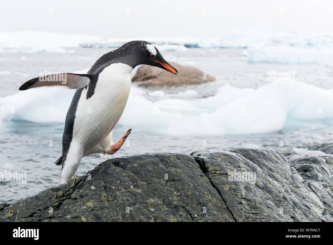 Gentoo Penguin (Pygoscelis papua) walking up slope out of the sea, Cuverville Island, Antarctic Peninsula, Antarctica Stock Photo