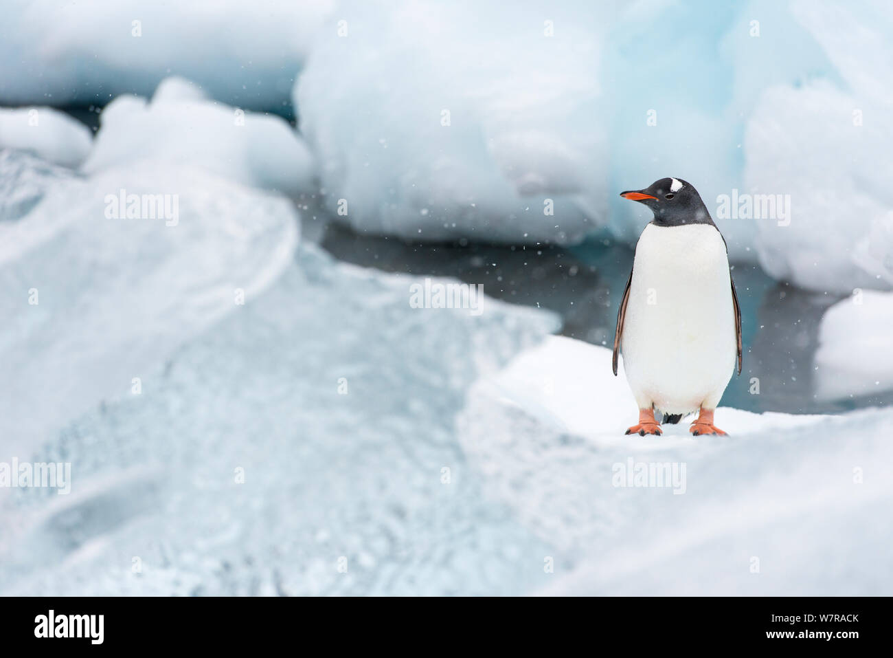 Gentoo Penguin (Pygoscelis papua) Cuverville Island, Antarctic Peninsula, Antarctica Stock Photo