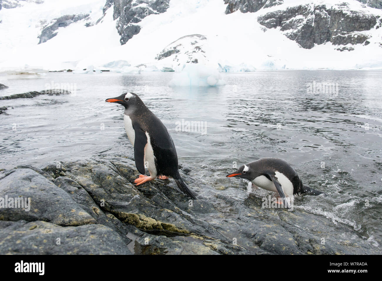 Gentoo Penguin (Pygoscelis papua) returning from the sea, Cuverville Island, Antarctic Peninsula, Antarctica Stock Photo