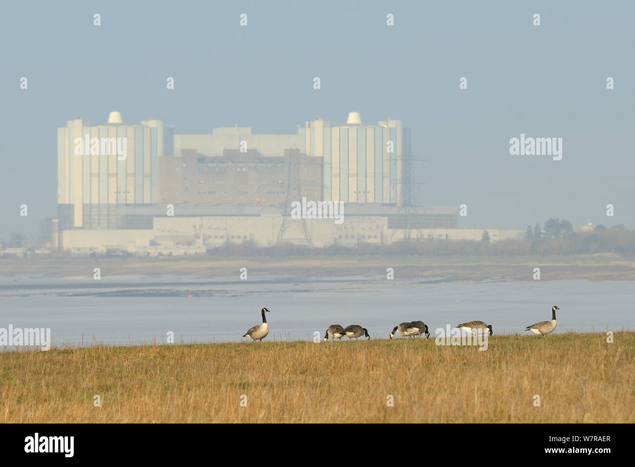 Canada geese (Branta canadensis) grazing saltmarshes fringing the Severn estuary with Oldbury on Severn nuclear power station in the background, Gloucestershire, UK, March. Stock Photo