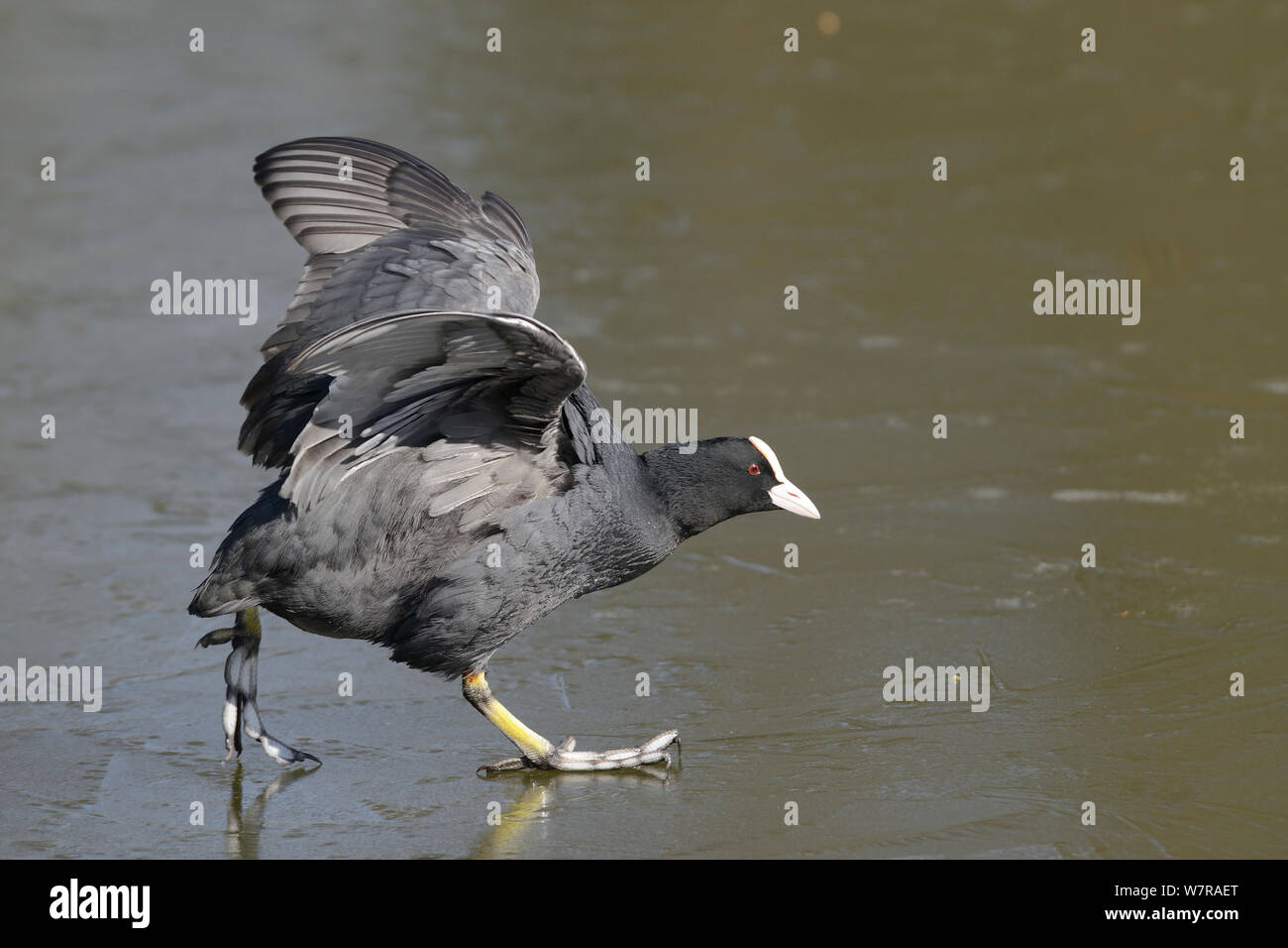 Coot (Fulica atra) raising it wings to help balance as it walks on a frozen lake surface, Wiltshire, UK, March. Stock Photo