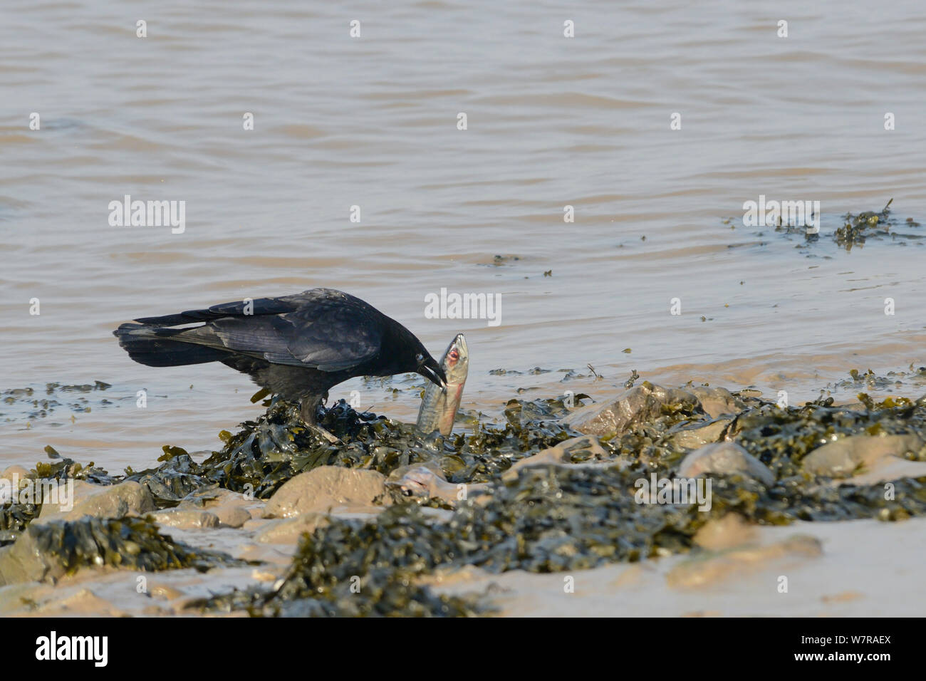 Carrion crow (Corvus corone) scavenging on a dead Mackerel (Scomber scombrus) washed up on the tideline, Severn estuary, Somerset, UK, March. Stock Photo
