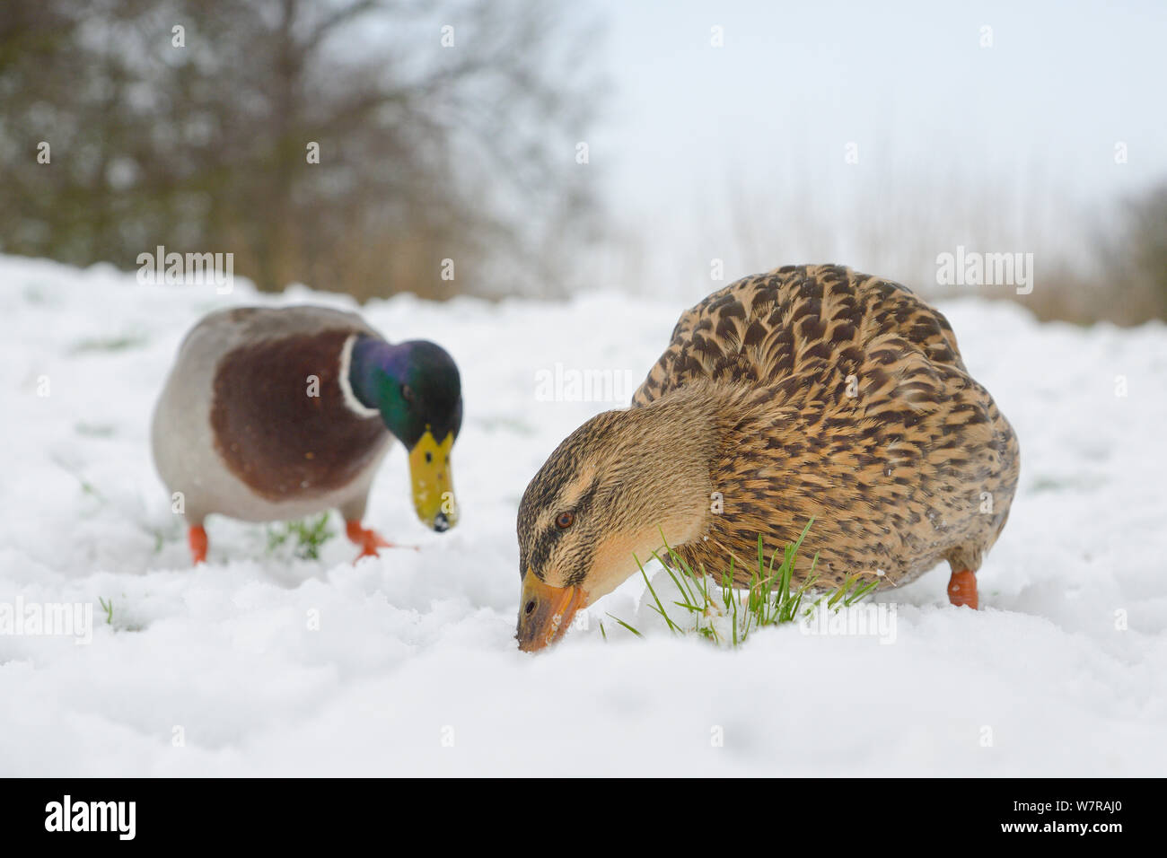 Mallard duck and drake (Anas platyrhynchos) foraging on snow covered lake margin, Wiltshire, UK, January. Stock Photo