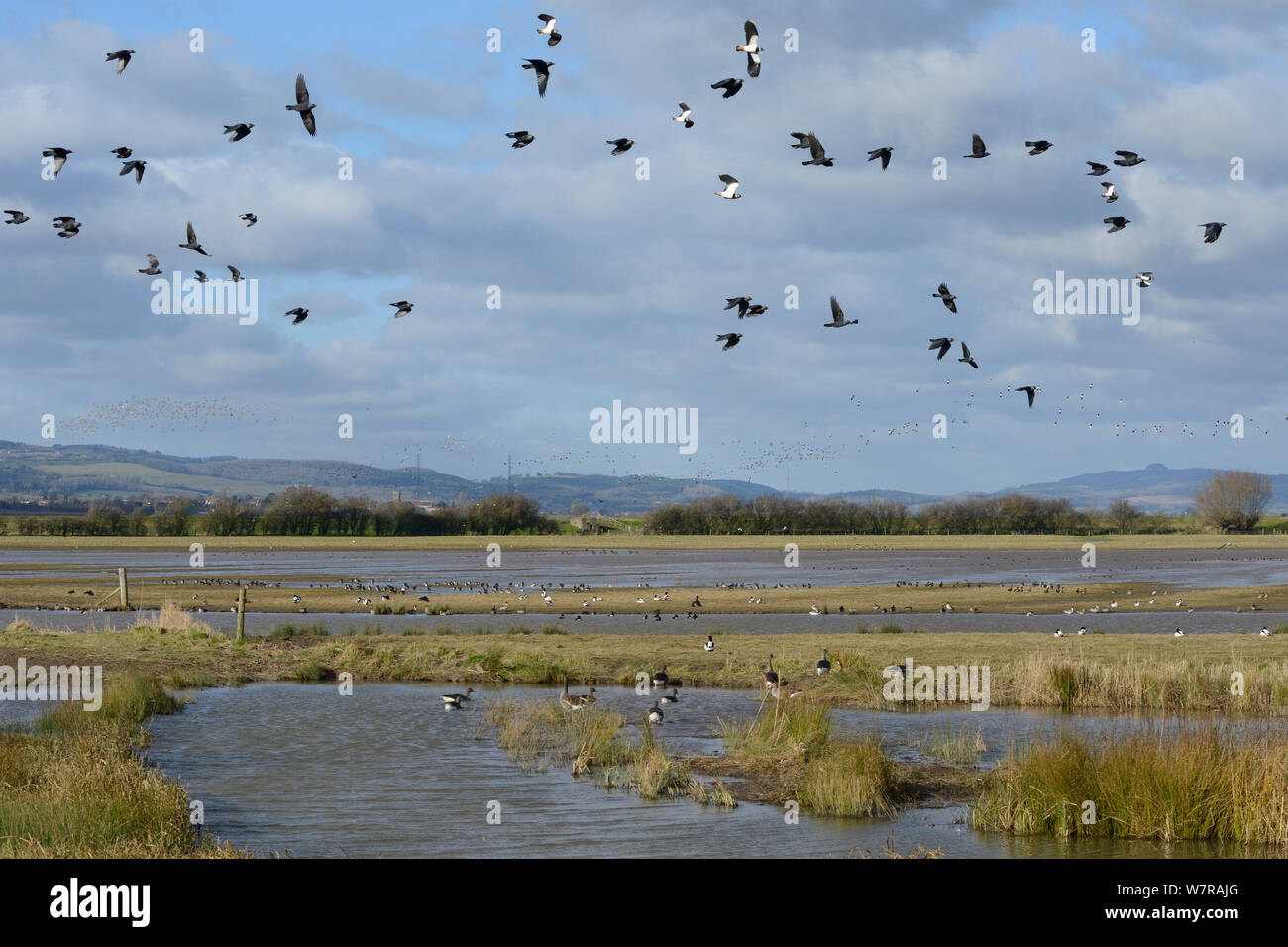 Lapwings (Vanellus vanellus), Jackdaws (Corvus monedula) and Golden plover (Pluvialis apricarius) flying over flooded pastureland with mix of Greylag geese (Anser anser), Shelduck (Tadorna tadorna), Wigeon (Anas penelope), Pintail (anas acuta), Pochard (Aythya ferina) and other wildfowl, Gloucestershire, UK, February. Stock Photo