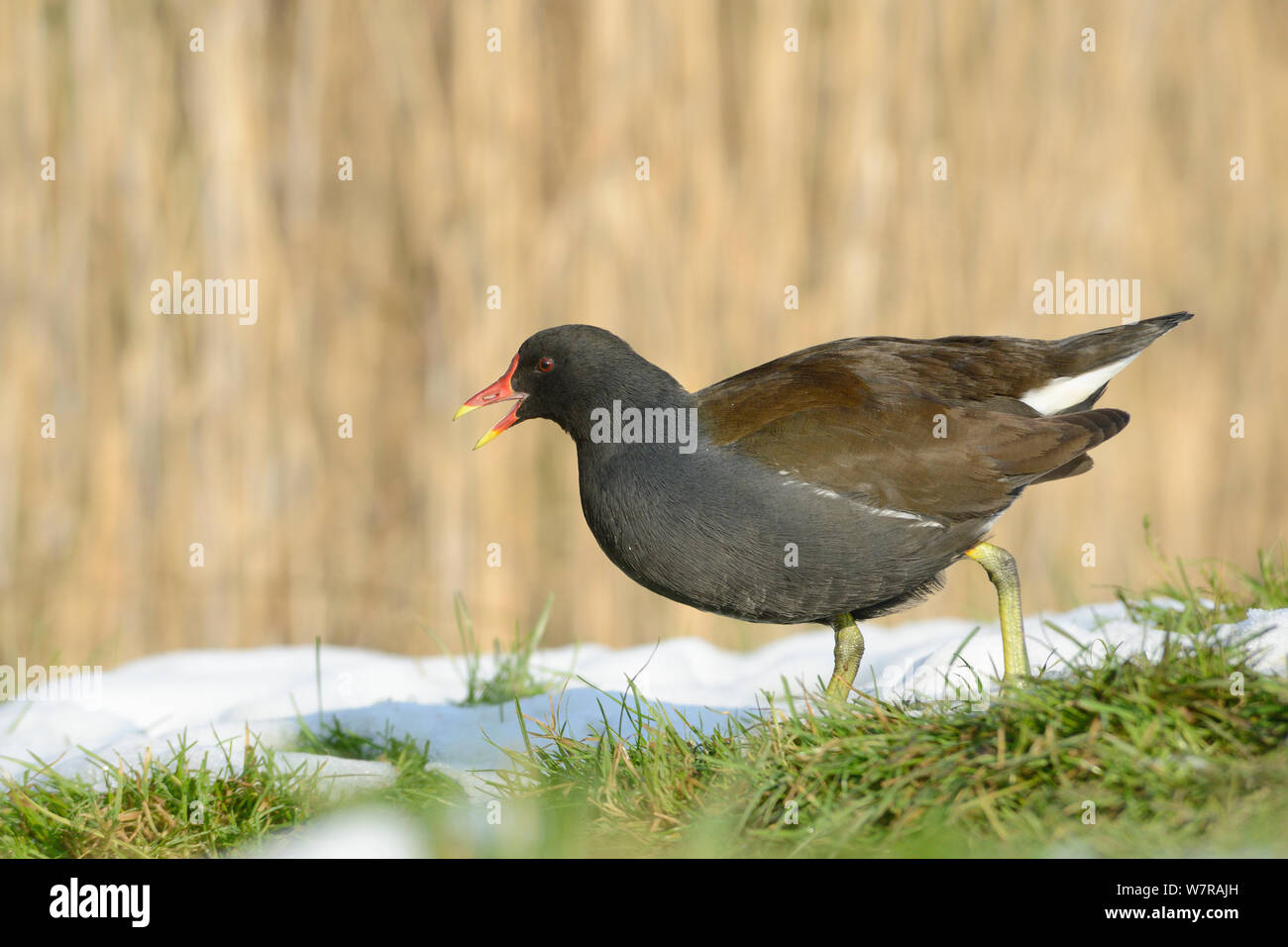 Moorhen (Gallinula chloropus) calling as it forages on partly snow-covered grassy lake margin, Wiltshire, UK, January. Stock Photo
