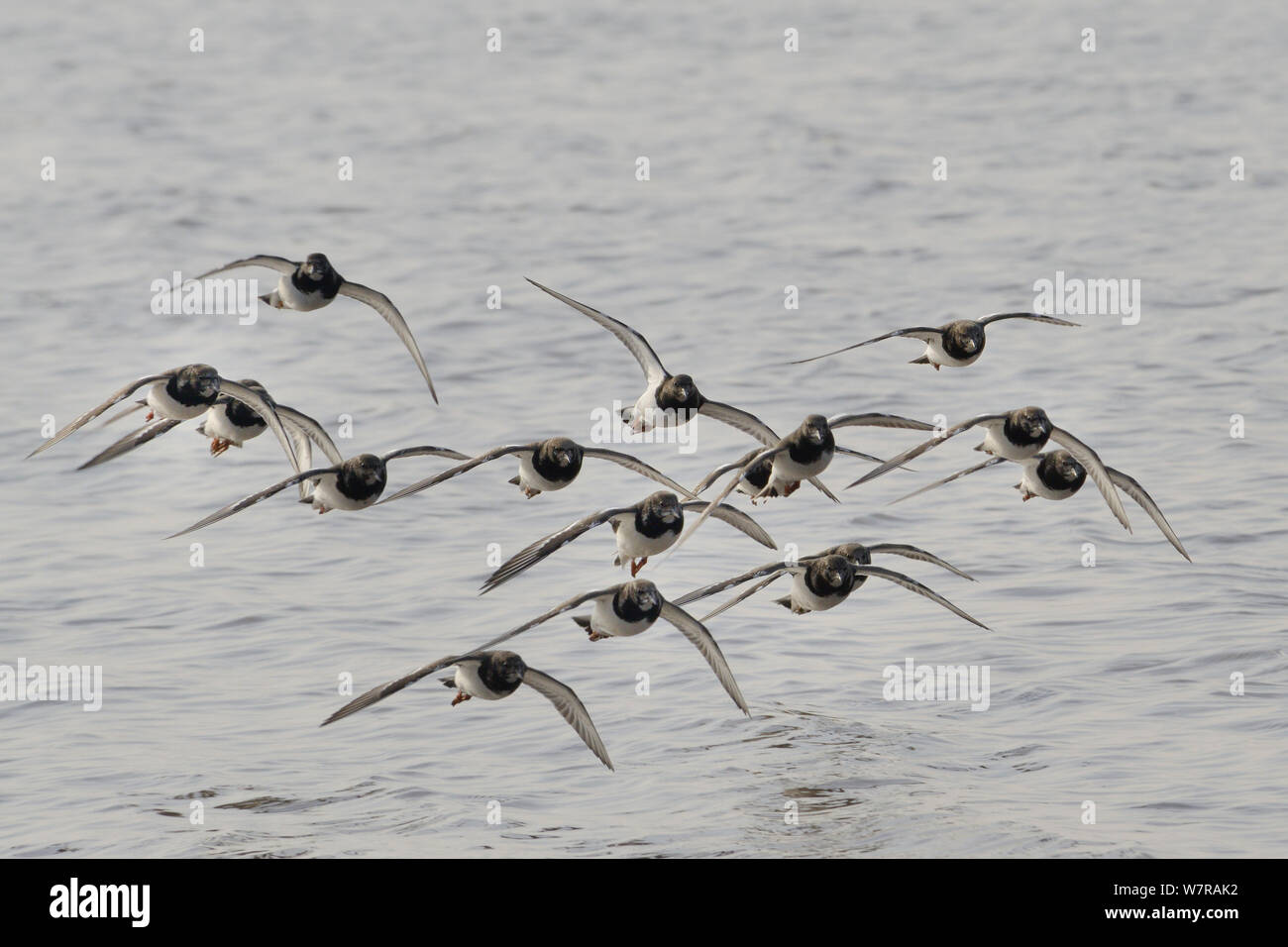 Turnstone (Arenaria interpres) flock flying low over the Severn estuary, after leaving their roost as the tide falls, Somerset, UK, March. Stock Photo
