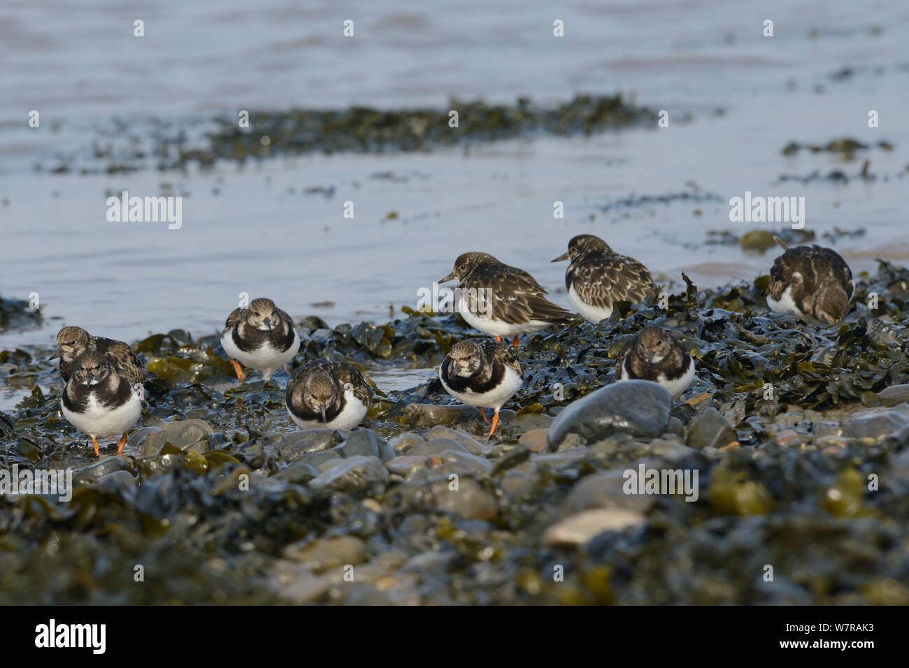 Turnstones (Arenaria interpres) foraging among pebbles and Bladder wrack (Fucus vesiculosus) on a falling tide, Severn estuary, Somerset, UK, March. Stock Photo