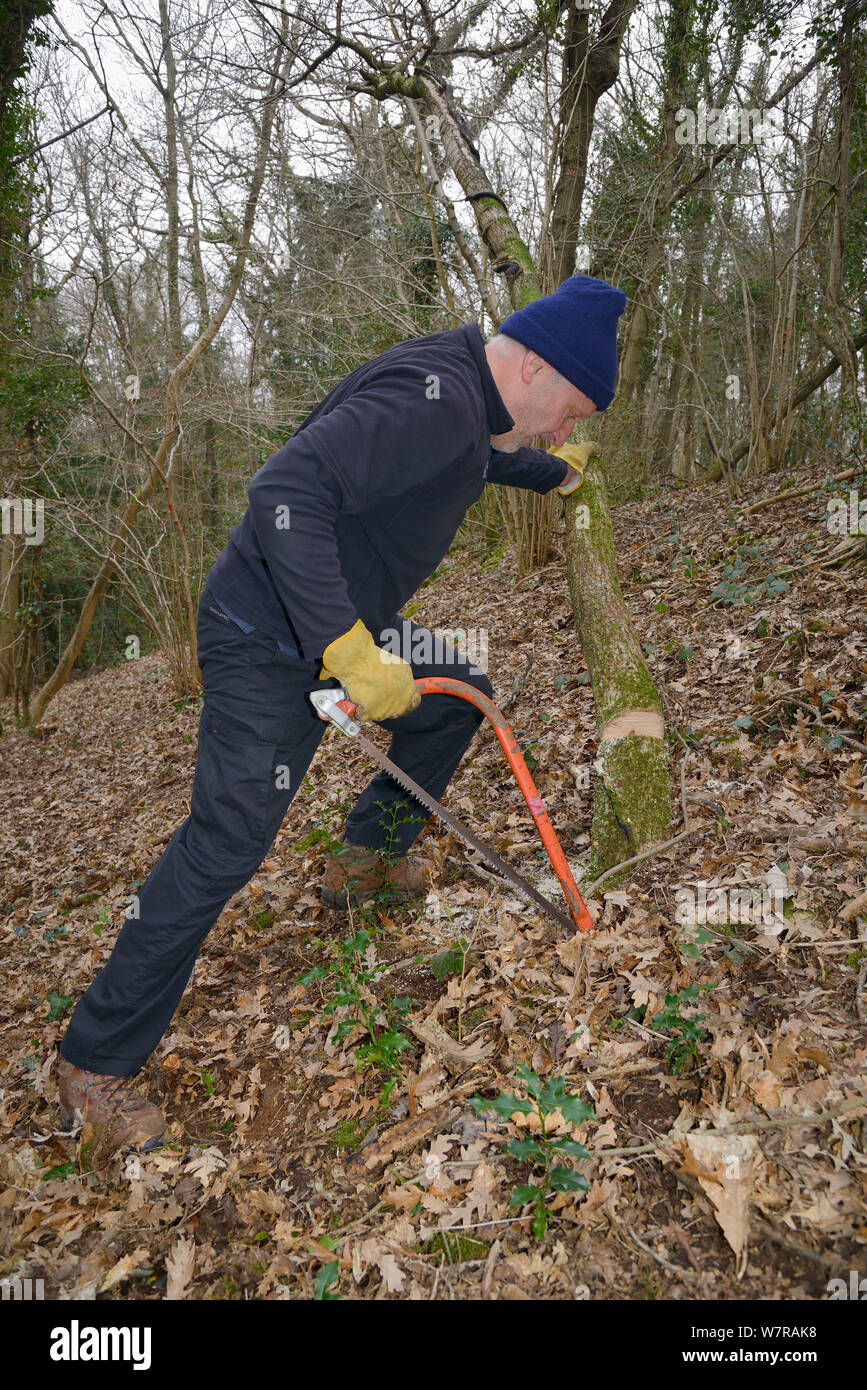Backwell Enviroment Trust volunteer pushing over a young tree he has coppiced with a saw to increase biodiversity and to improve the habitat for Hazel Dormice (Muscardinus avellanarius) in woodland near Bristol, Somerset, UK, March. Stock Photo
