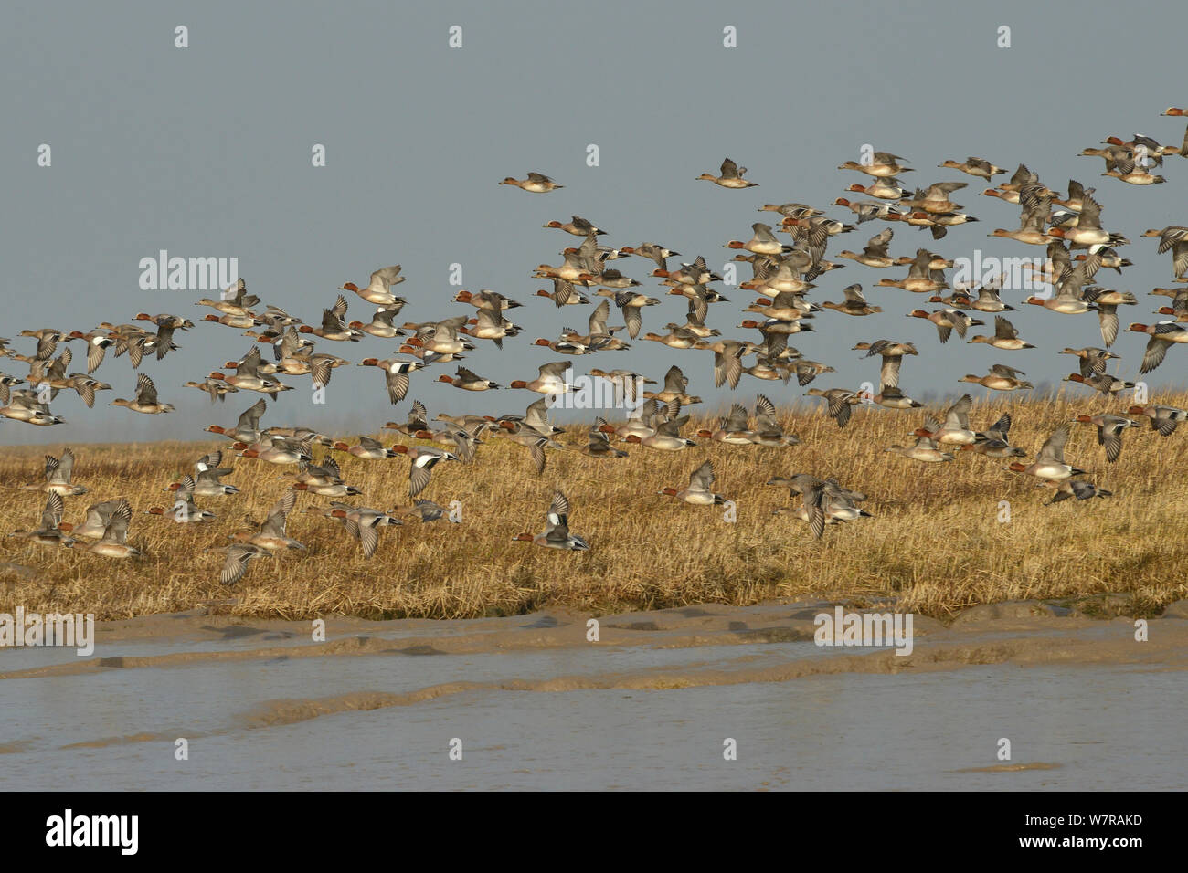 Wigeon (Anas penelope) flock flying low over mudflats past dense stand of Spartina / Cord grass (Spartina sp.) on tidal saltmarsh, Severn estuary, Somerset, UK, March. Stock Photo