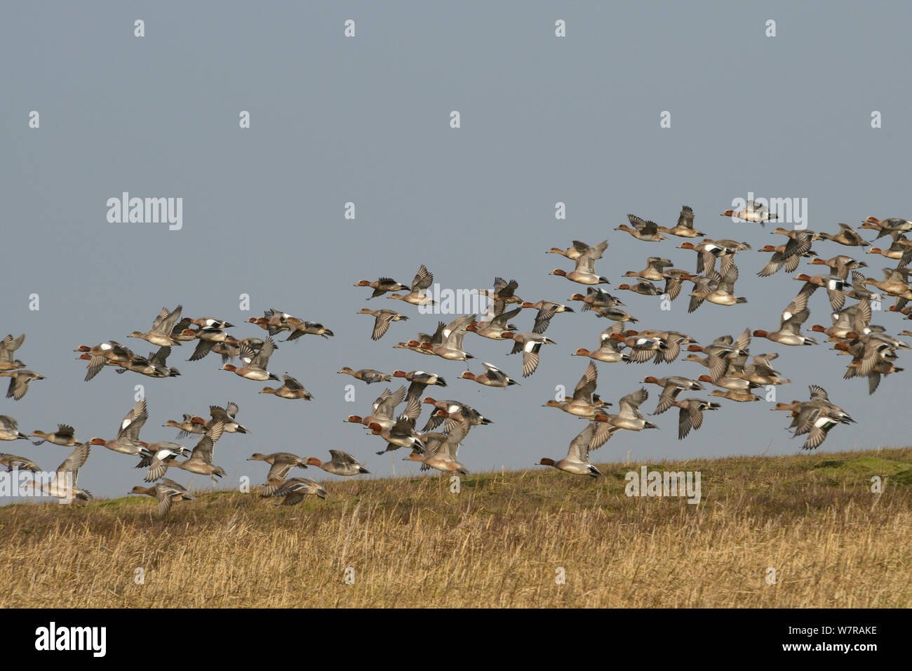 Wigeon (Anas penelope) flock flying low over dense stand of Spartina / Cord grass (Spartina sp.) on tidal saltmarsh, Severn estuary, Somerset, UK, March. Stock Photo