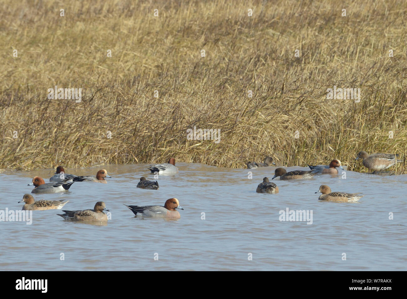 Wigeon (Anas penelope) swimming in a tidal creek as a high tide rises to cover Spartina / Cord grass (Spartina sp.) growing on the saltmarsh fringing it, Severn Estuary, Somerset, UK, March. Stock Photo