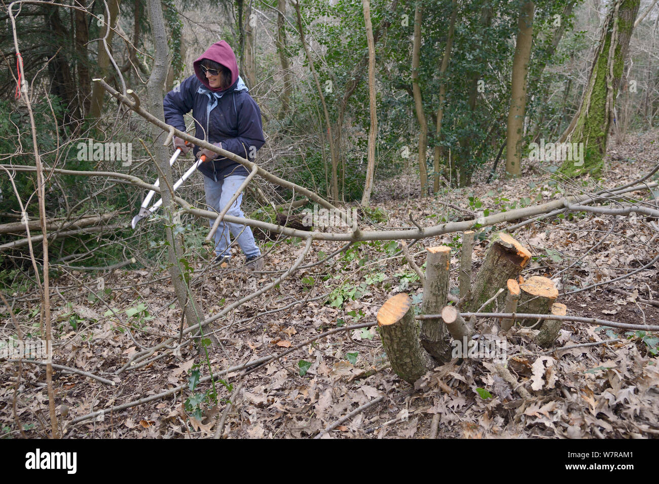 Backwell Enviroment Trust volunteer lopping branches off young tree coppiced to increase biodiversity and to improve the habitat for Hazel Dormice (Muscardinus avellanarius) in woodland near Bristol, Somerset, UK, March. Stock Photo