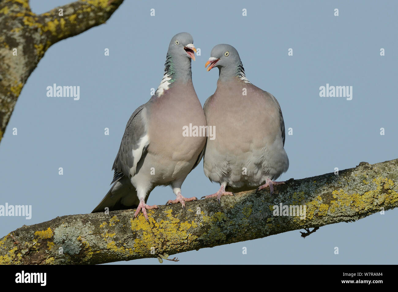 Wood pigeon pair (Columba palumbus) courting on a lichen covered branch in late afternoon light, Gloucestershire, UK, April. Stock Photo