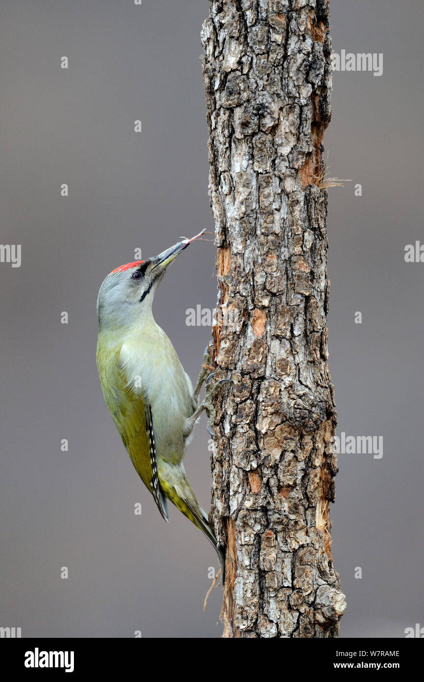 Grey-headed Woodpecker (Picus canus) feeding, with tongue extended, Bulgaria, February Stock Photo