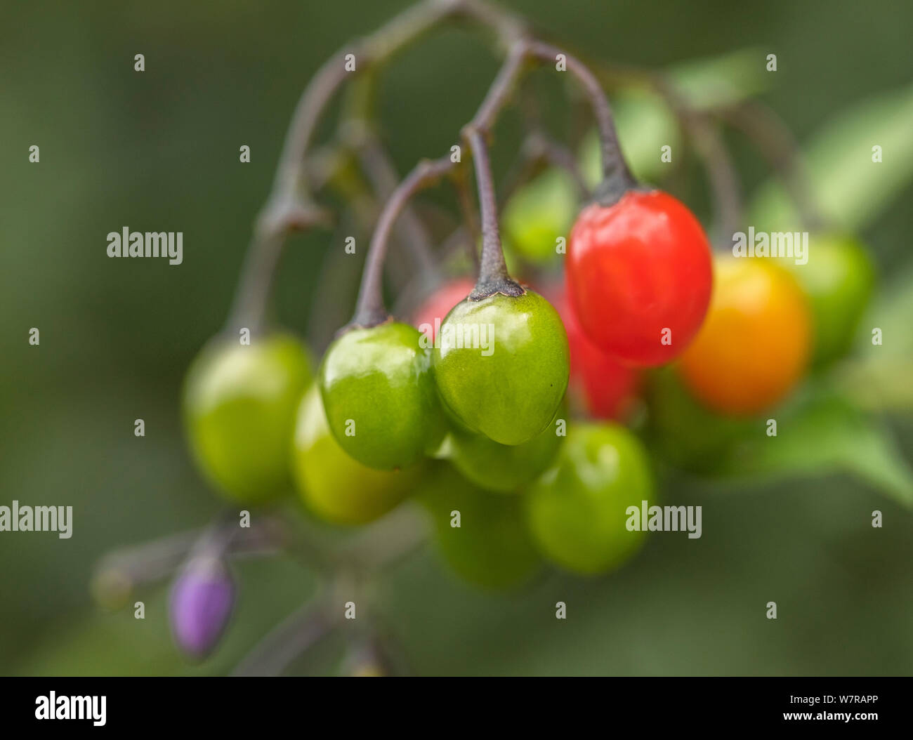 Ripening poisonous berries of Solanum dulcamara - Bittersweet / Woody Nightshade. Once used as a medicinal plant in herbal remedies. Stock Photo